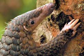 pangolin eats