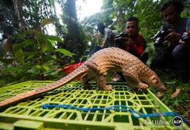 pangolin poach