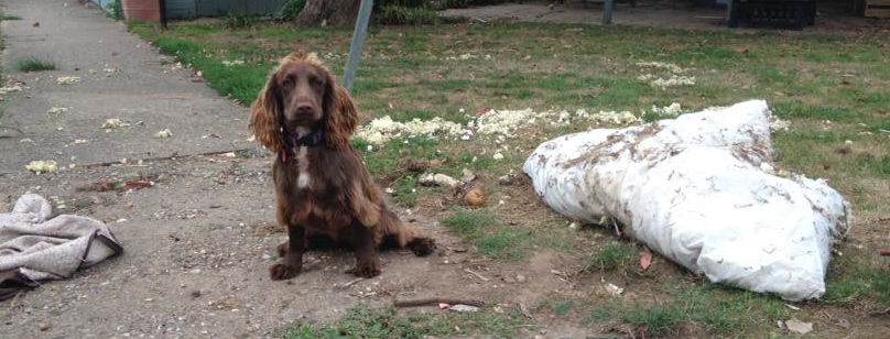 'the muncher', 'the digger', 'the wrecker' This bold statement is certainly proven in this post crime scene photo.