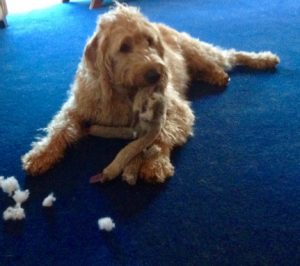 Sven looking very proud of his success in killing some poor minkey toy.