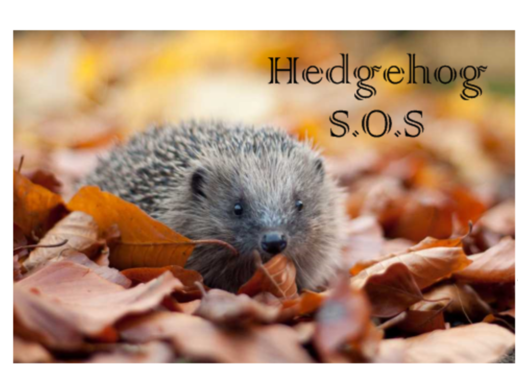 All about our hedghogs and how to help them 